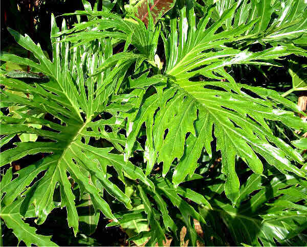 Fiddle-leaf Philodendron